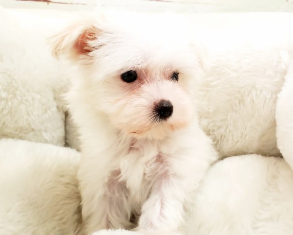 Maltese Puppy - Female - Snowy ($2,300)
