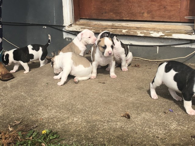 American Bulldog puppy dog for sale in Sandy, Oregon