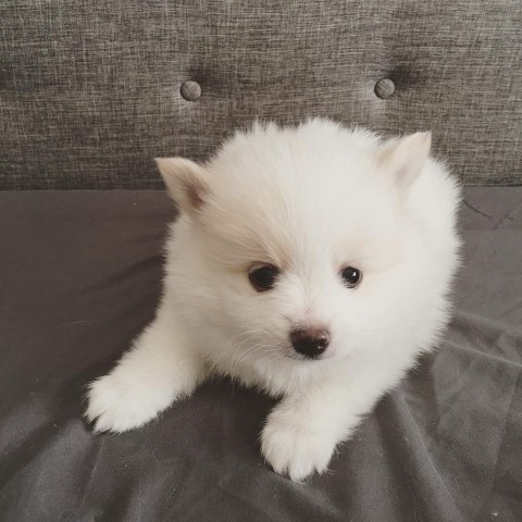 Pomeranian Puppy For Sale- Mayo
