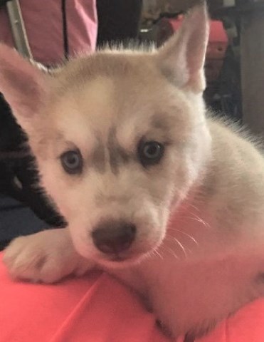 Siberian Husky puppy for sale + 49845