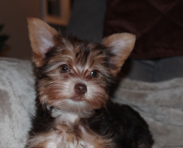 Yorkshire Terrier puppy for sale + 64690