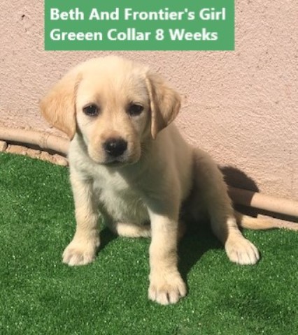 Labrador Retriever puppy for sale + 62322