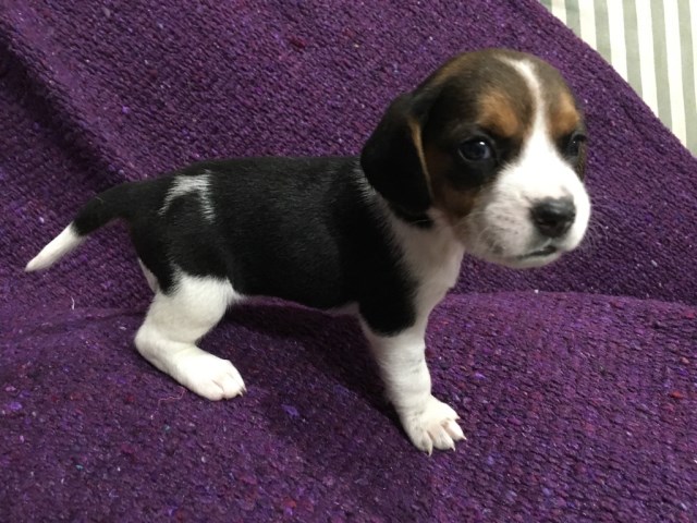 Purebred AKC Papered Beagle Puppies