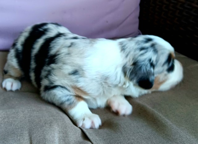 Miniature Australian Shepherd puppy for sale + 66111