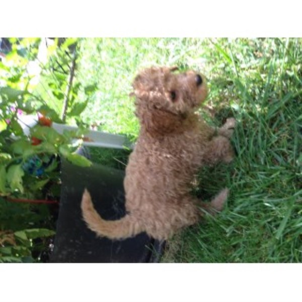 Mini Golden Doodle Male Puppies $1500