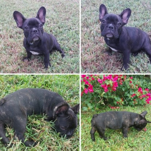 Female French bulldog puppy