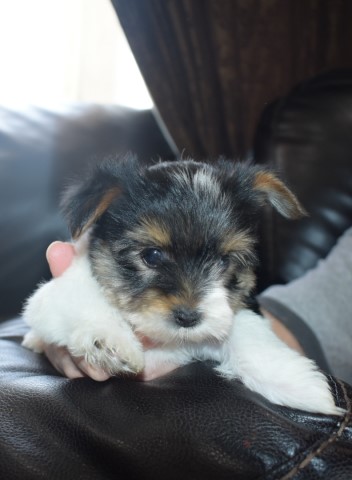 terrier yorkshire purebred biewer