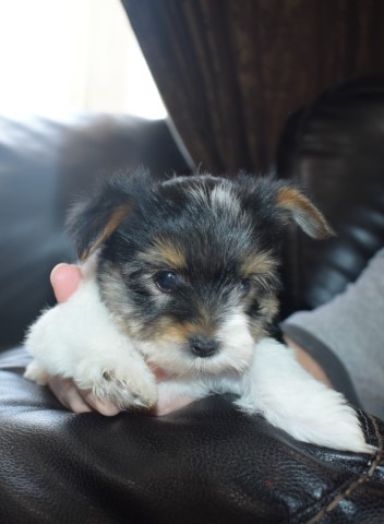 Yorkshire Terrier puppy for sale + 61494