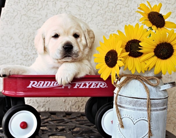 Labrador Retriever puppy for sale + 65085