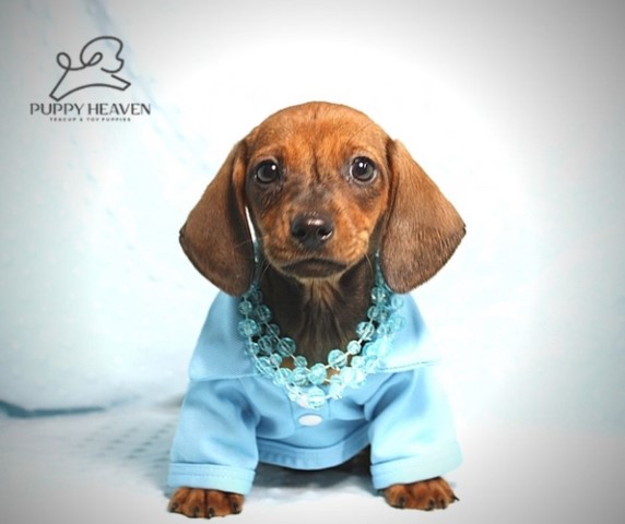 Dachshund puppy for sale + 61136