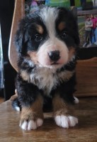 Bernese Mountain Bernese Mountain Dog for sale/adoption