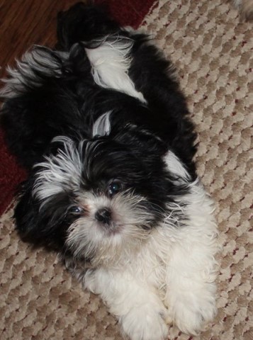 SOLD  ~  ShihTzu   Female Small Puppy  Shih Tzu