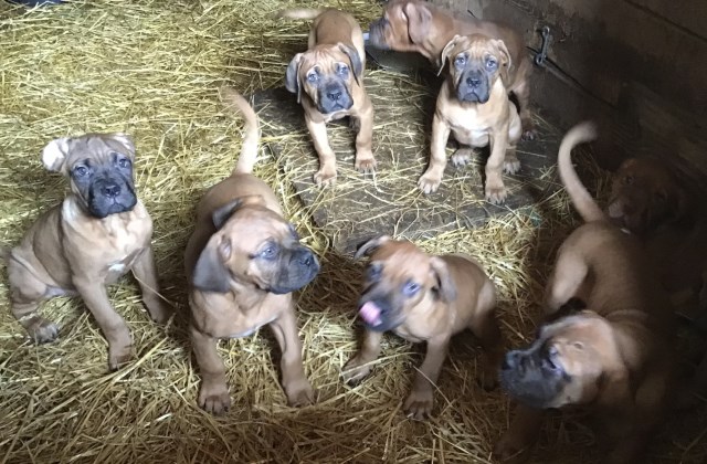 Dogue De Bordeaux puppy for sale + 65998