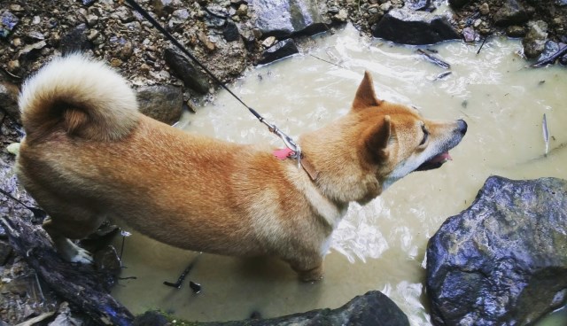 Shiba Inu Puppy Dog For Sale In Logan Ohio