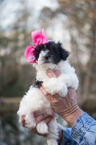 Morkie female Pebbles