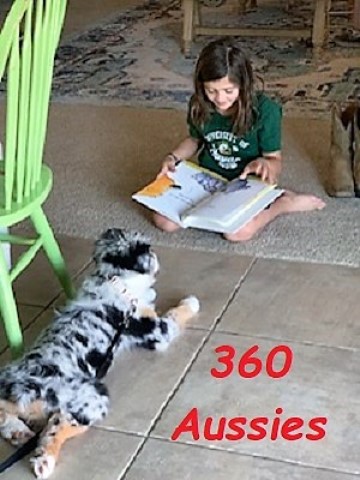 360 Aussies:  Australian Shepherd Puppies