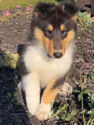 Akc purebred collie puppies