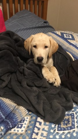 AKC Register Yellow Lab Puppy