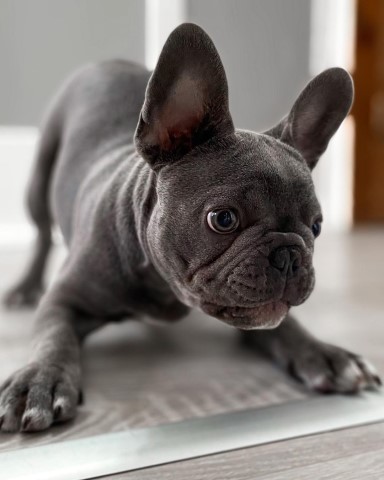 French Bulldog puppy for sale + 64393