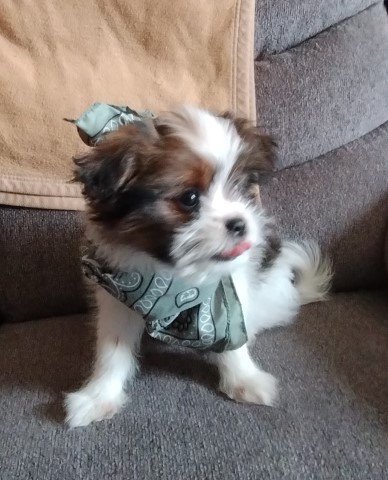 Shih Tzu puppy for sale + 65774