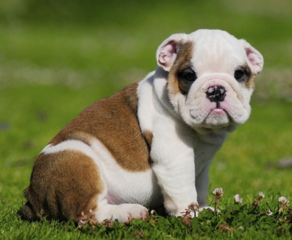 Big Chunky Pup Kc Bulldog-show Quality *ready*