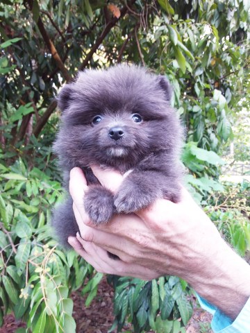 Pomeranian puppy for sale + 67172