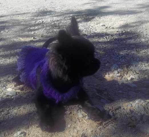 Long Coat Black AKC Chihuahua Puppy Black Male
