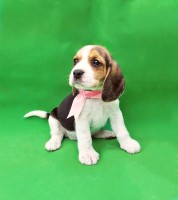 BEAGLE HARRIER Beautiful puppies available with the best market conditions Beagle for sale/adoption