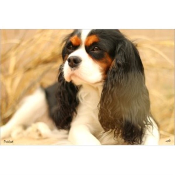 Cavalier King Charles Spaniel puppy dog for sale in Athens