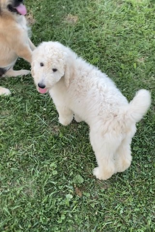 Poodle Standard puppy for sale + 63581