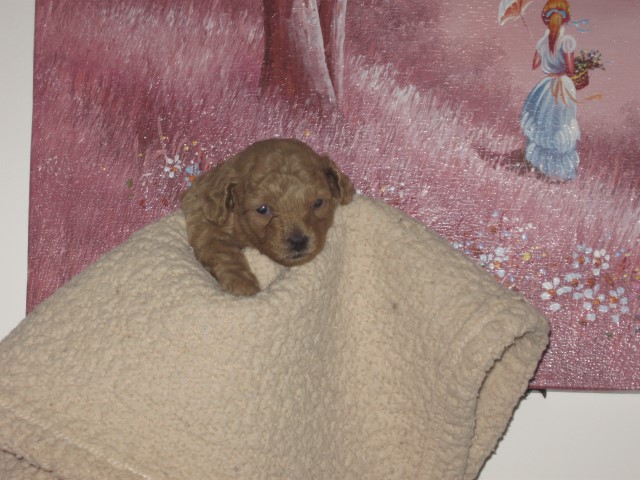 Toy Poodle Pups