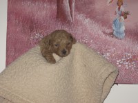 Poodle Toy thumbnail