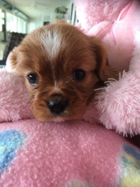 Adorable Cavalier King Charles spaniel puppies