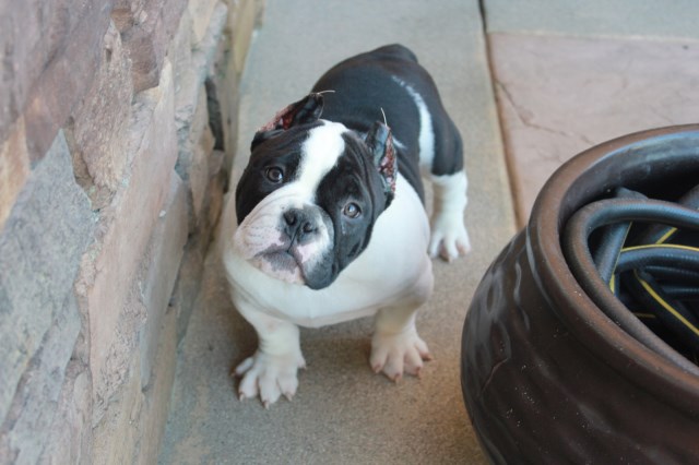 American Bullies puppies for sale UKC