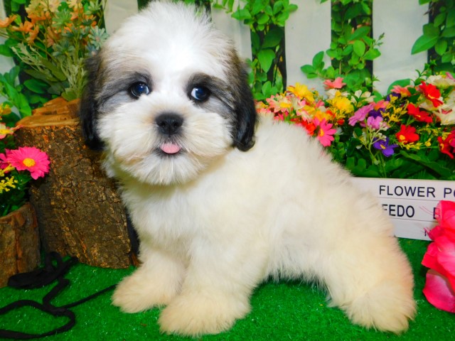 Chicago Shih Tzu Females. Nonshedding/Allergy Free.