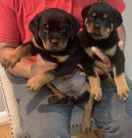 Two nice quality females available now.