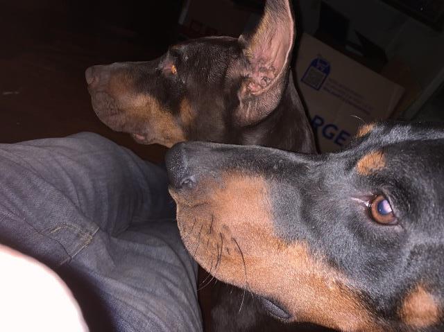 Doberman Pinscher puppy for sale + 61211