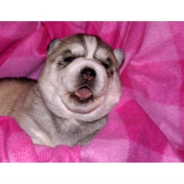 AKC Champion Sired Grey And White Female