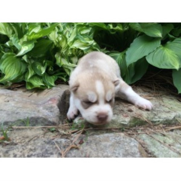 Siberian Husky puppy for sale + 45498