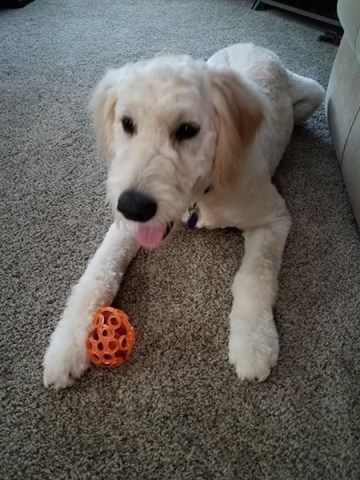 Goldendoodle 8 month old male