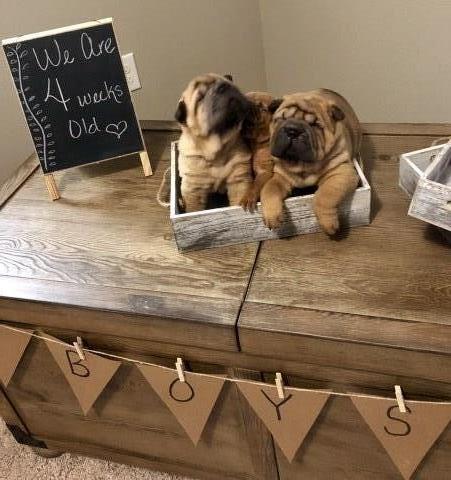 Chinese Shar Pei Puppy Dog For Sale In New Smyrna Beach Florida