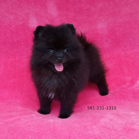 Tiny Black Teddy Bear Pomeranian Puppies