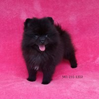 Tiny Black Teddy Bear Pomeranian Puppies Pomeranian for sale/adoption