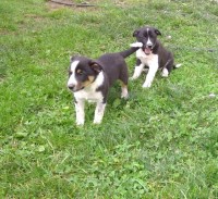 Border Collie Mix Males for Sale Border Collie for sale/adoption