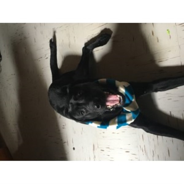 Milo Black Labrador Retriever