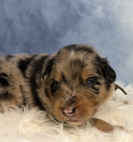 Standard ASCA/AKC registered Australian shepherds