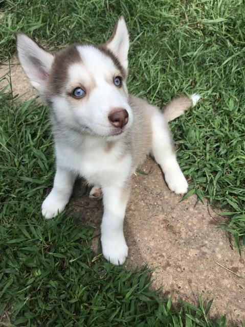 Siberian Husky puppy for sale + 53731