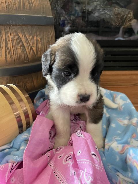 AKC Saint Bernard