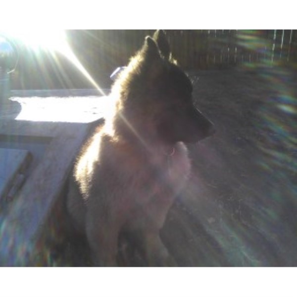 Pure Bred AKC Belgian Tervuren Shepherds