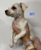 Miniature Rat Terrier Puppies Rat Terrier for sale/adoption